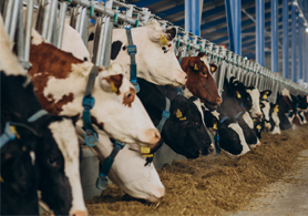 Hayvancılık ve Hayvansal Ürünler