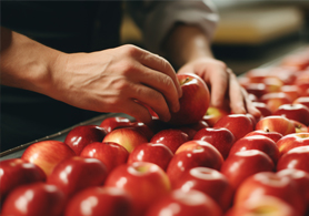 Gıda İşleme ve Ambalajlama